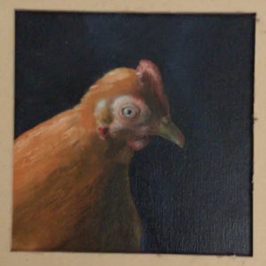 portrait de poule